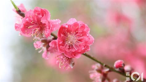 假盆栽 風水|風水｜6種盆栽可招財 專家揭5大禁忌 擺這種花吸走財 